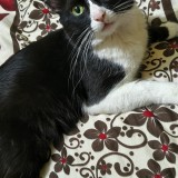 Blacky