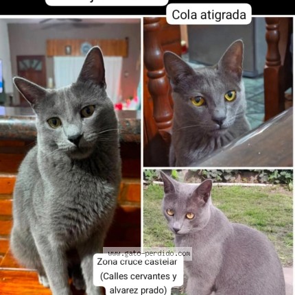 Foto 1/1 Simba Gato perdido en Moreno