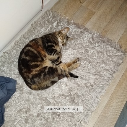 Foto de un gato reunido en Orgeres