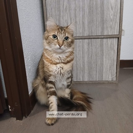 Foto de un gato reunido en Eysines