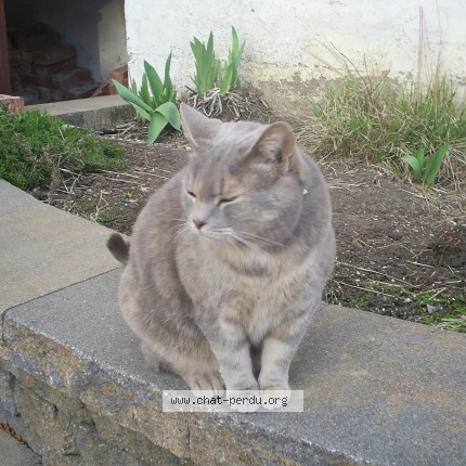 Foto de un gato reunido en Longueuil
