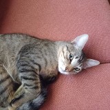 Donato