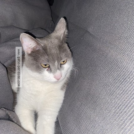 Foto del gato perdido en Cordoba