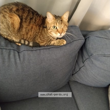 Foto de un gato reunido en Saint Gilles