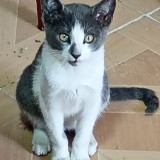 Fredito
