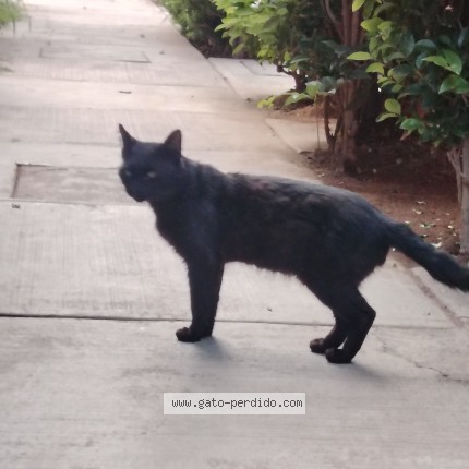 Foto 1/1 Gato encontrado Perdido en Ciudad De Mexico