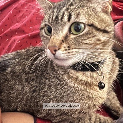 Foto del gato perdido en Santa Cruz De La Sierra