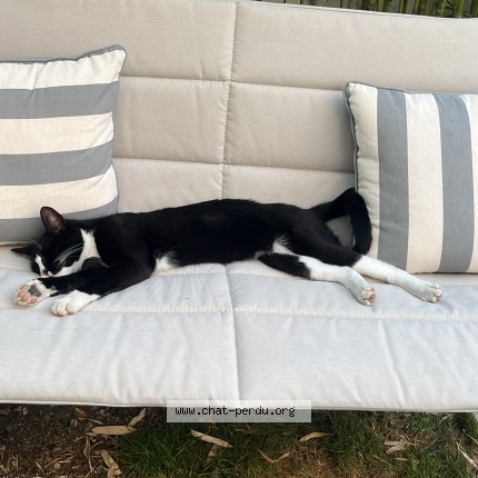 Foto de un gato reunido en Sannois