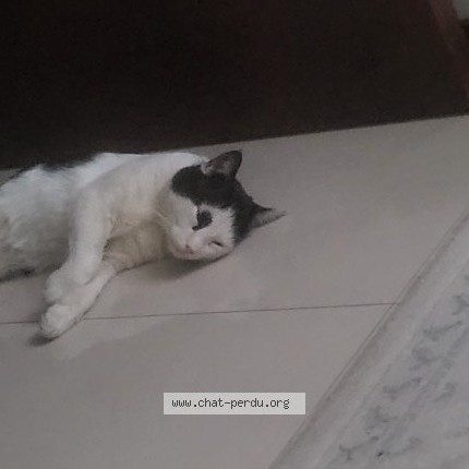 Foto de un gato reunido en Livry Gargan
