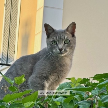 Foto de un gato reunido en Villeparisis