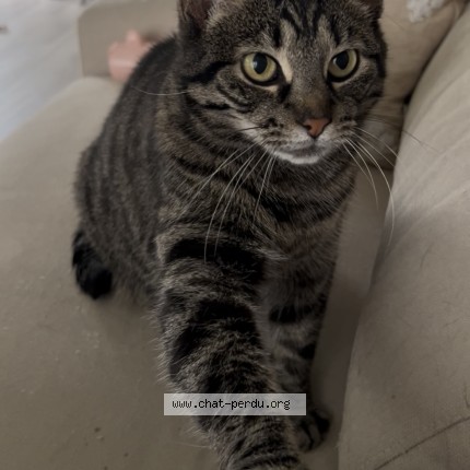 Foto de un gato reunido en Drummondville