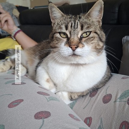 Foto de un gato reunido en Saint Pierre A Champ