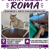 Roma Dalla Stella