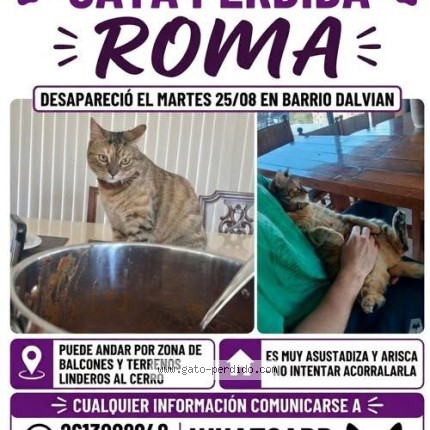 Foto del gato perdido en Mendoza