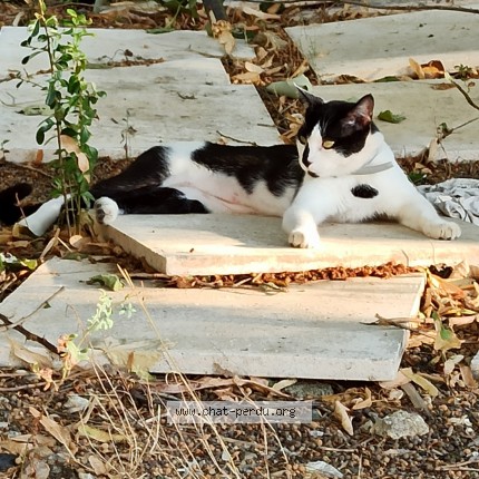 Foto de un gato reunido en Beziers
