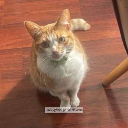 Foto 1/1 MILI Gato perdido en Santiago Macul