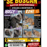 rony y holli