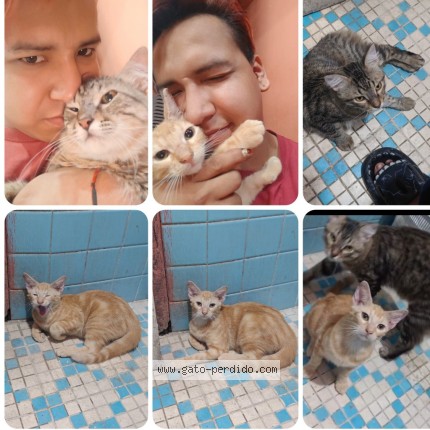 Foto 2/2 rony y holli Gato perdido en Veracruz
