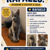 Rafaelo