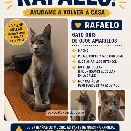 Foto del gato perdido en 393 1134