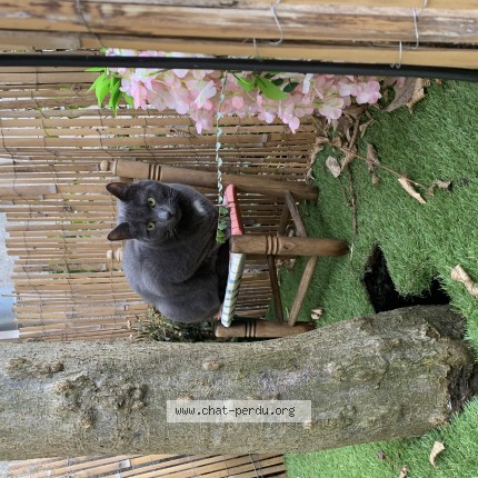 Foto de un gato reunido en Saint Etienne