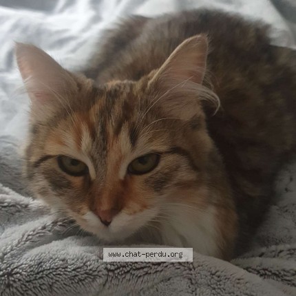Foto de un gato reunido en La Talaudiere