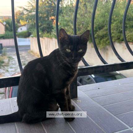 Foto de un gato reunido en Villebon Sur Yvette
