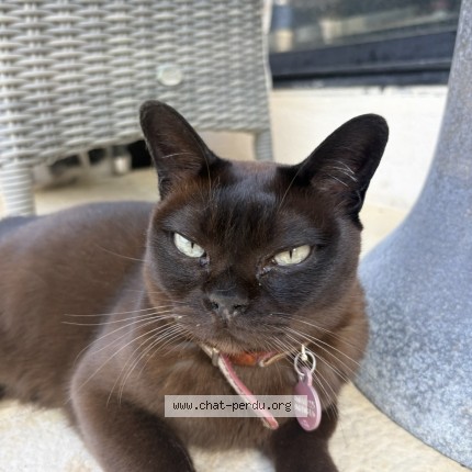 Foto de un gato reunido en Mougins