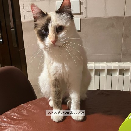 Foto del gato perdido en Cobisa