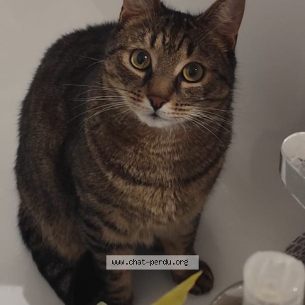 Foto de un gato reunido en Caromb