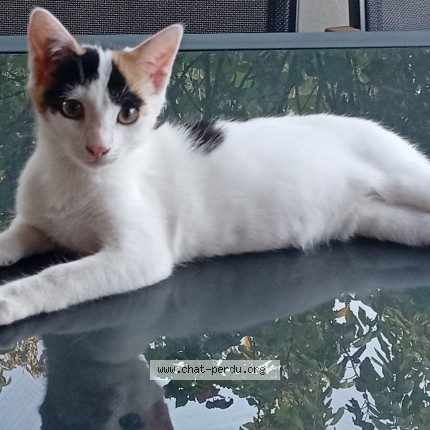 Foto de un gato reunido en Saint Germain Sur Moine