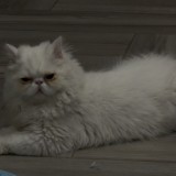 MILO