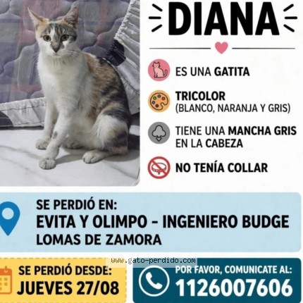 Foto del gato perdido en Ingeniero Budge