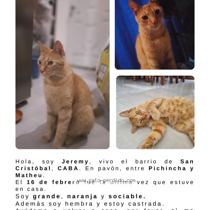 Foto del gato perdido en Caba Barrio San Cristobal