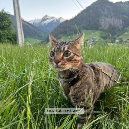 Foto de un gato reunido en Evian Les Bains