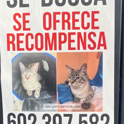 Foto 1/1 NN Gato perdido en Valencia