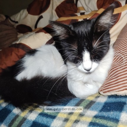 Foto 1/1 Bigotes Gato perdido en San Juan De Miraflores Pamplona