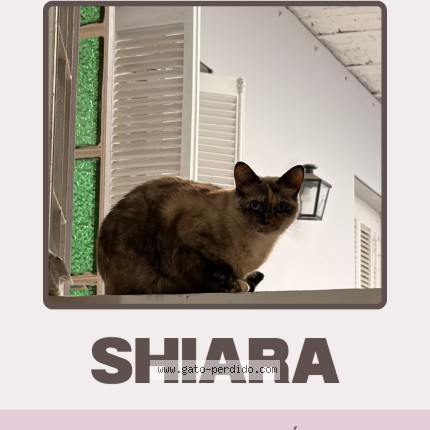 Foto del gato perdido en Caba