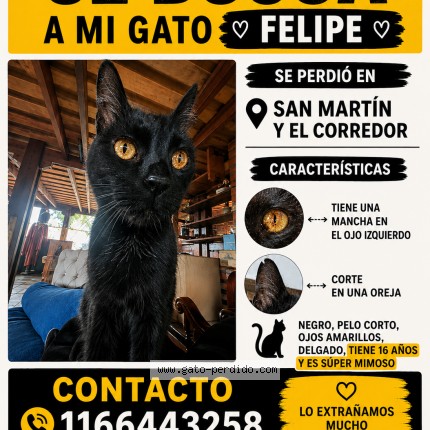 Foto del gato perdido en Bella Vista