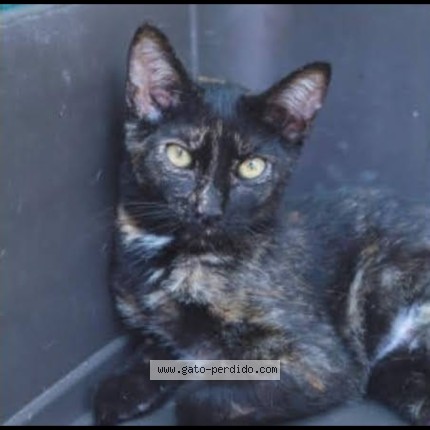 Foto 1/1 Nit Gato perdido en Sabadell
