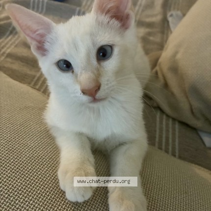 Foto de un gato reunido en Salon De Provence