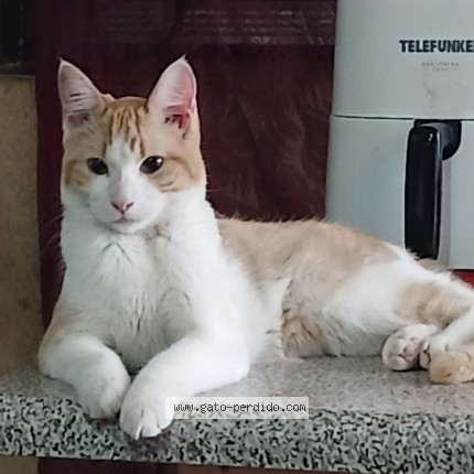Foto 1/1 Gato encontrado Perdido en Santiago Conchali