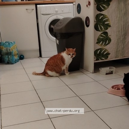 Foto de un gato reunido en Saint Martin Du Touch