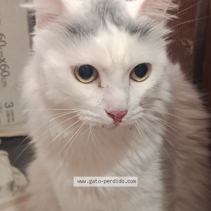 Foto de un gato reunido en Mijas