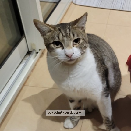 Foto de un gato reunido en Beaucaire
