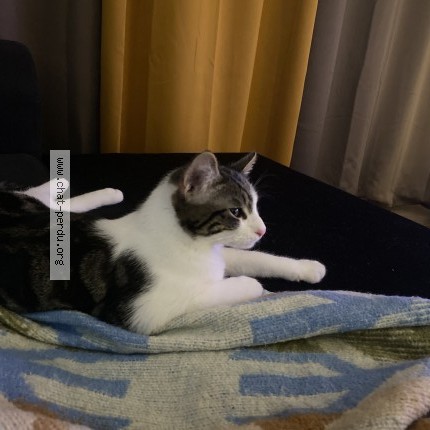 Foto de un gato reunido en Erstein