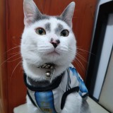 Vaqui