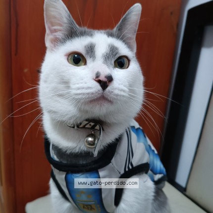 Foto del gato perdido en Ringuelet