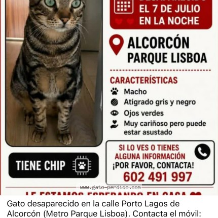Foto 1/1 miki Gato perdido en Alcorcon