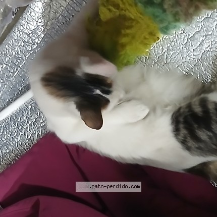 Foto del gato perdido en Mar Del Plata